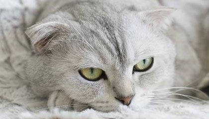 德超杯这一夜贝林厄姆的临场调整太扎心，懵了，数据党都沉默了